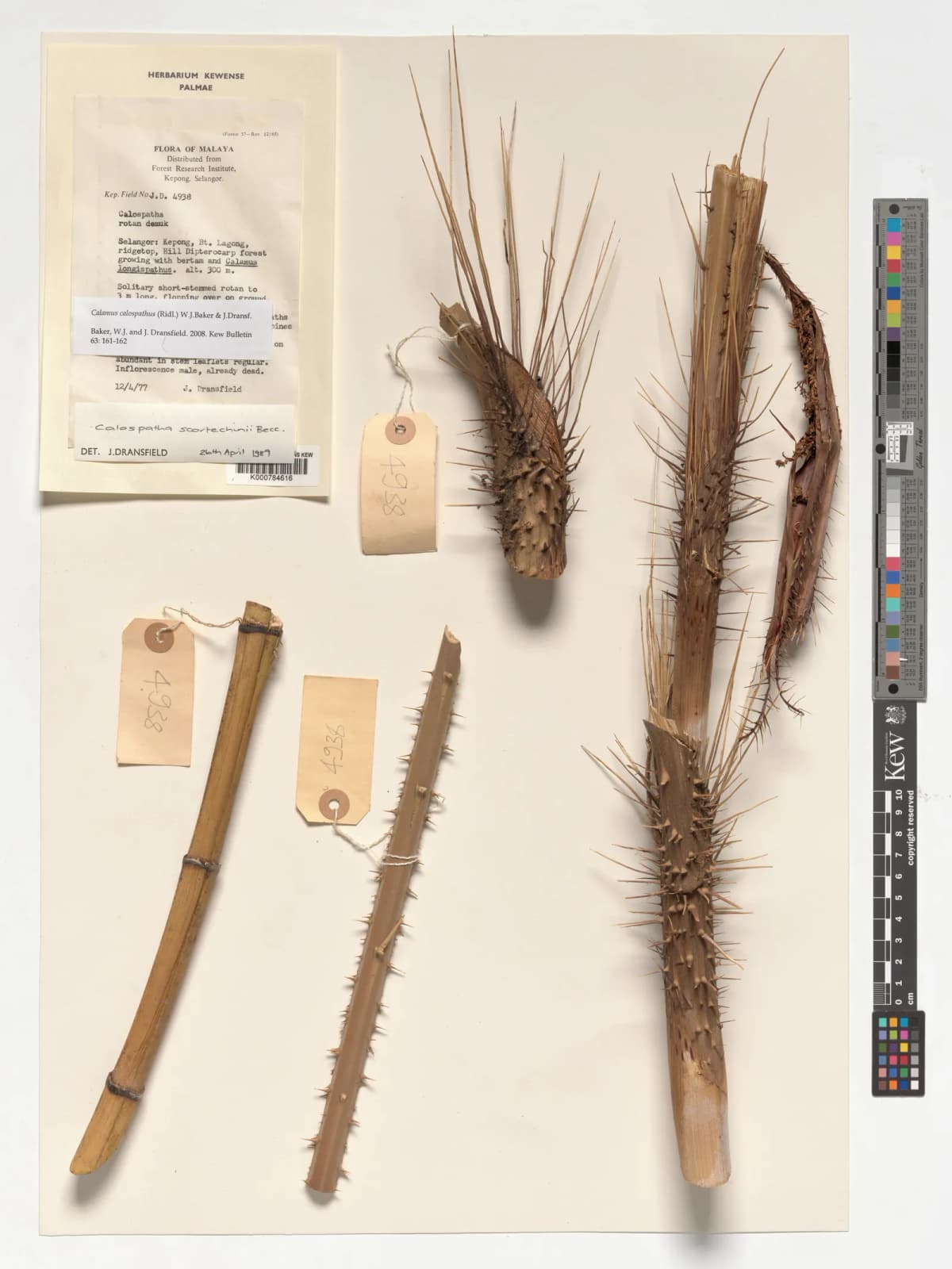 Botanical specimen of Calamus Calospathus.