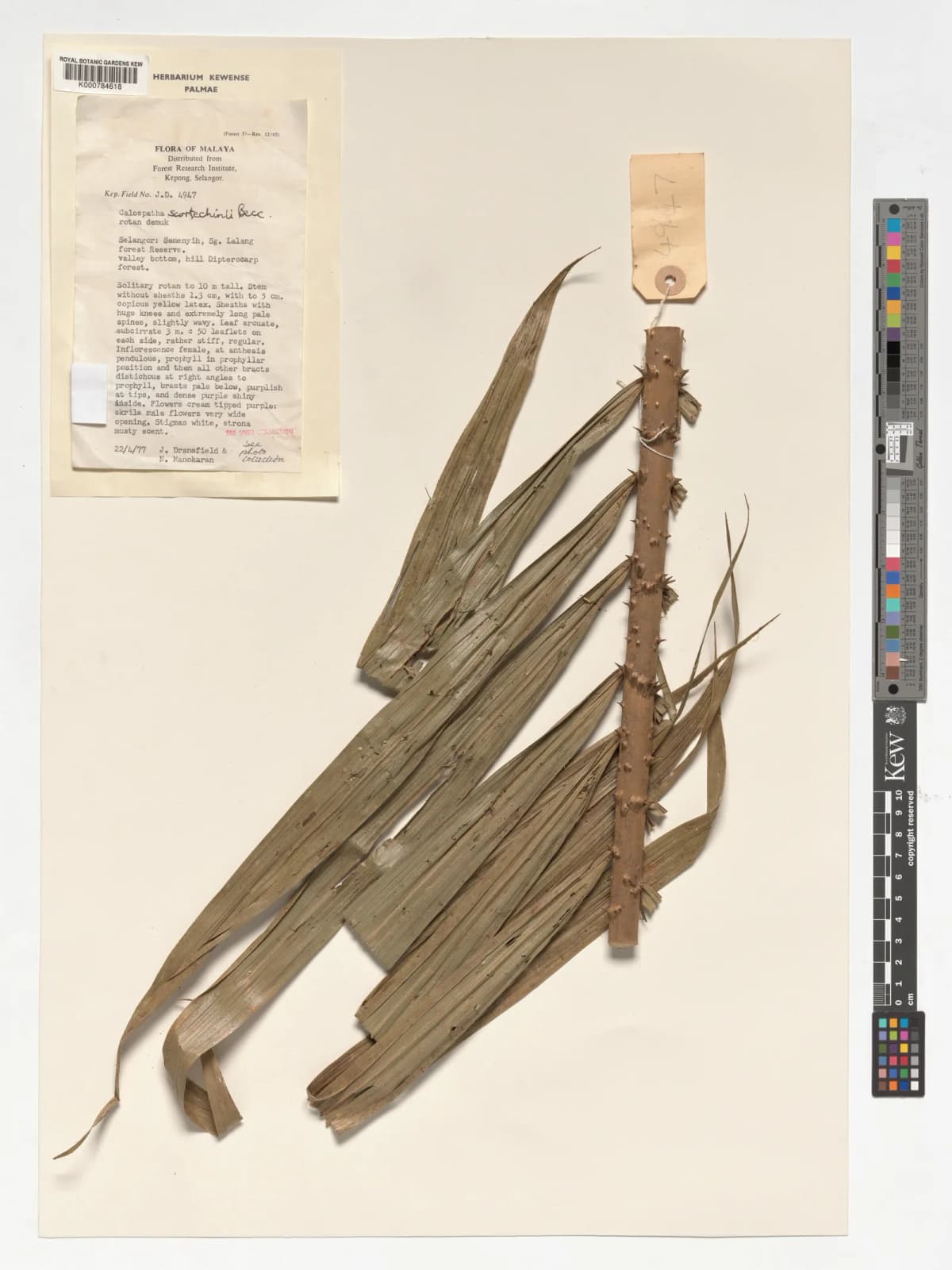 Botanical specimen of Calamus Calospathus.