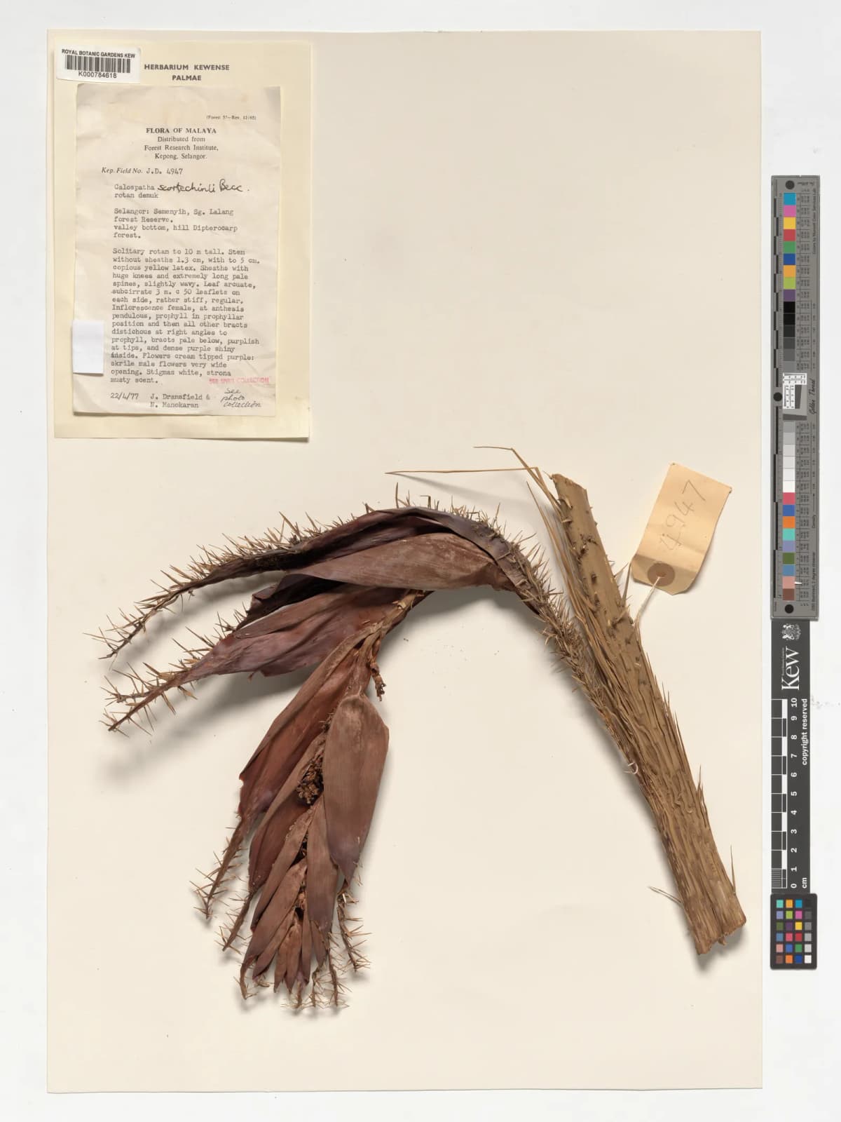 Botanical specimen of Calamus Calospathus.
