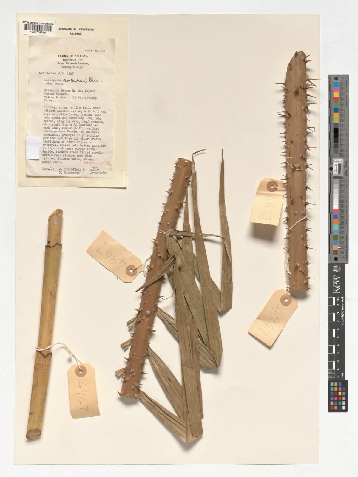 Botanical specimen of Calamus Calospathus.