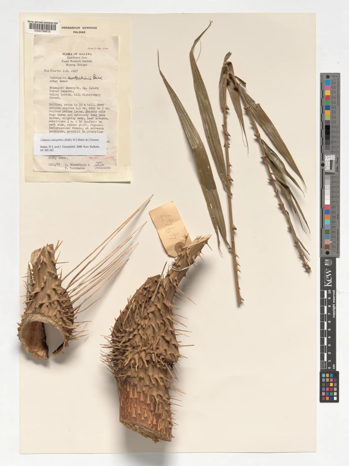 Botanical specimen of Calamus Calospathus.