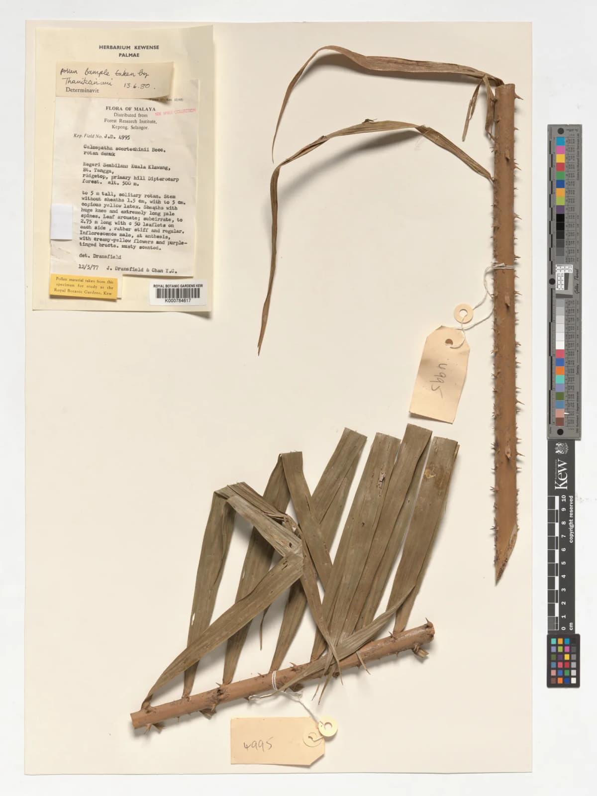 Botanical specimen of Calamus Calospathus.