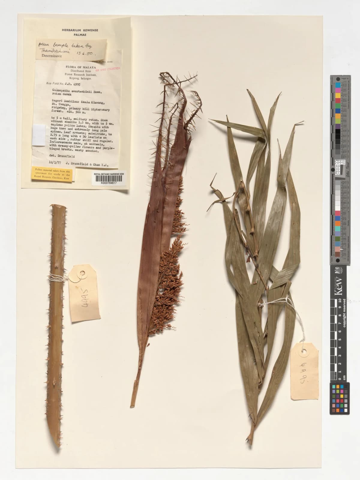 Botanical specimen of Calamus Calospathus.