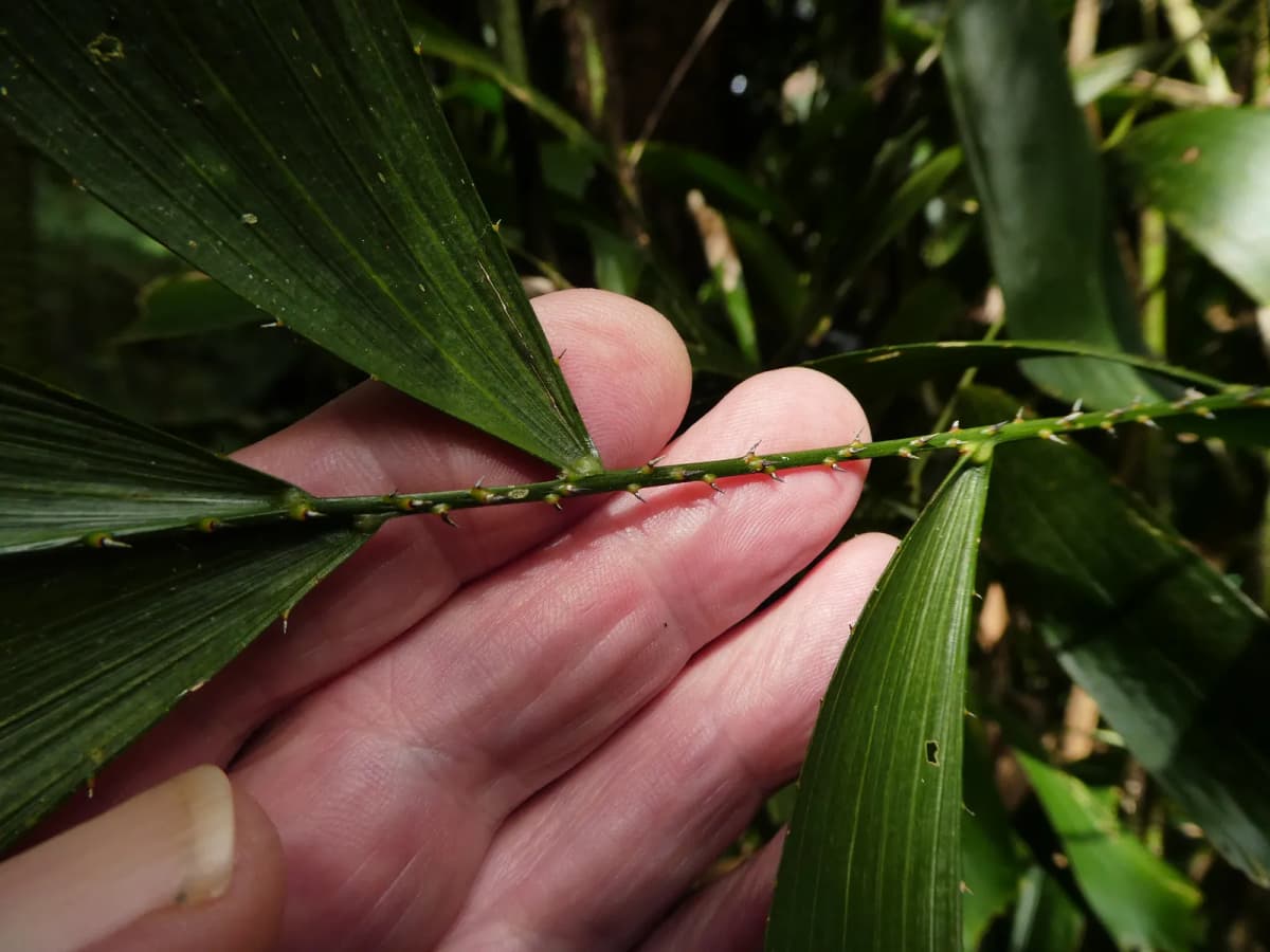 Botanical specimen of Calamus Caryotoides.