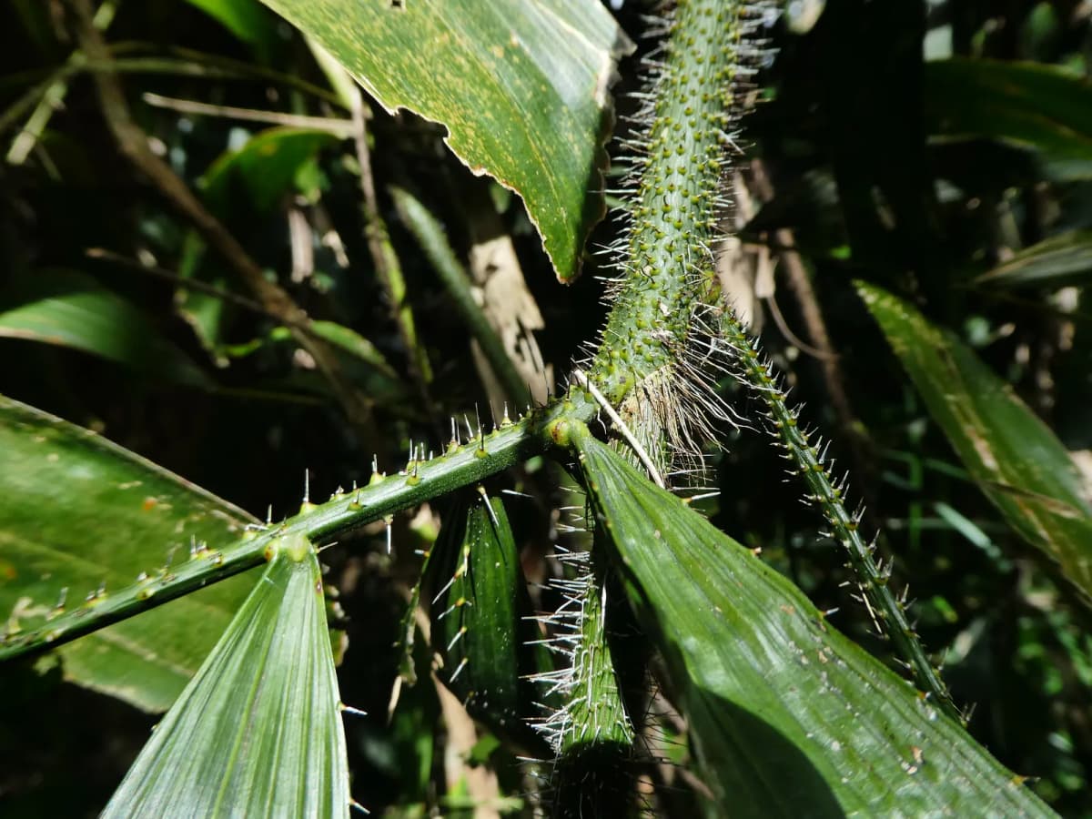 Botanical specimen of Calamus Caryotoides.