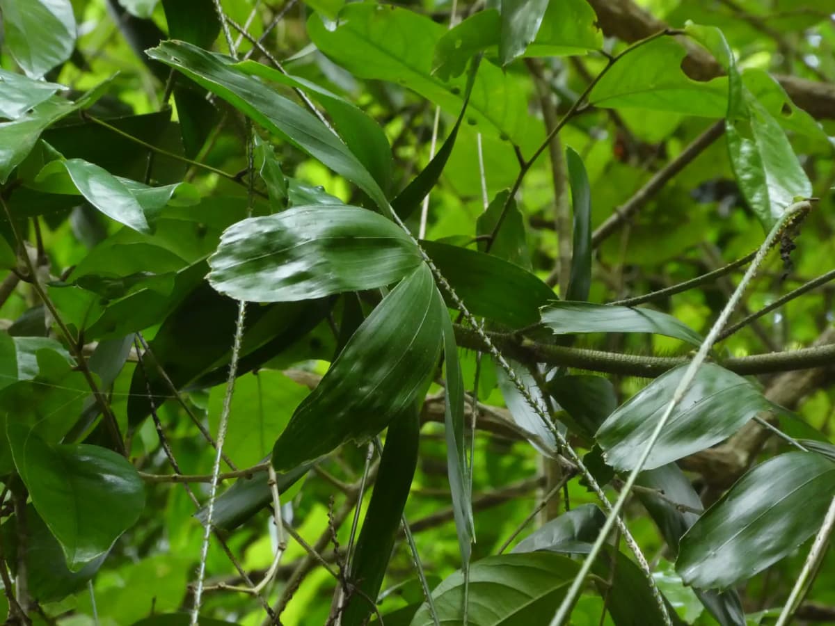 Botanical specimen of Calamus Caryotoides.