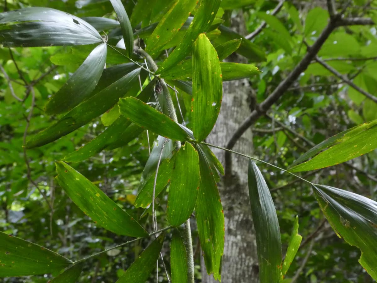 Botanical specimen of Calamus Caryotoides.