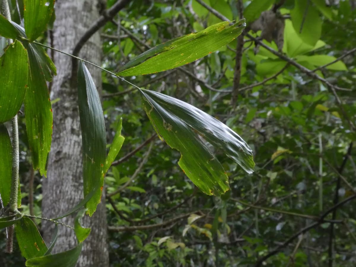 Botanical specimen of Calamus Caryotoides.