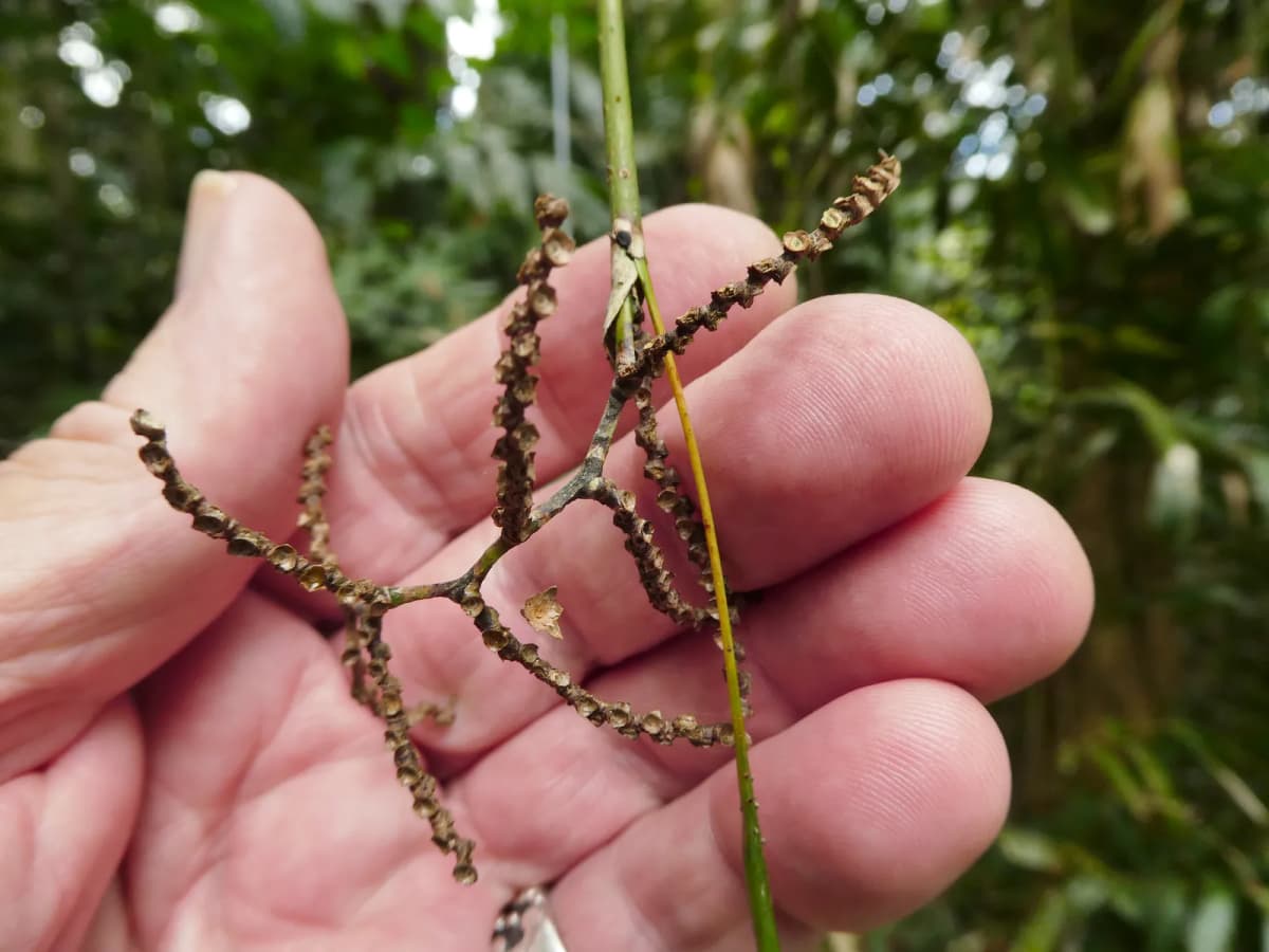Botanical specimen of Calamus Caryotoides.