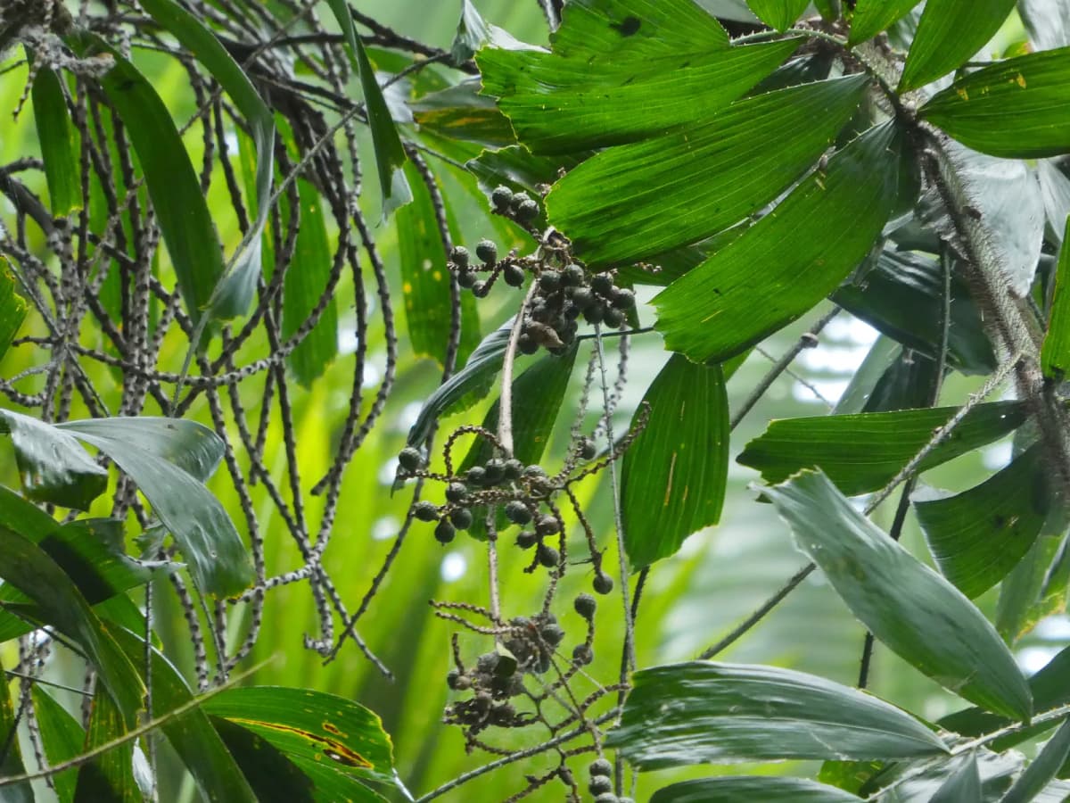 Botanical specimen of Calamus Caryotoides.