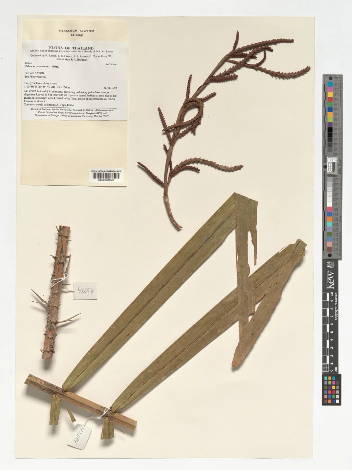 Botanical specimen of Calamus Castaneus.