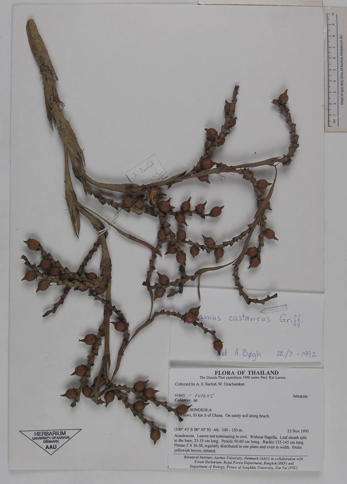 Botanical specimen of Calamus Castaneus.