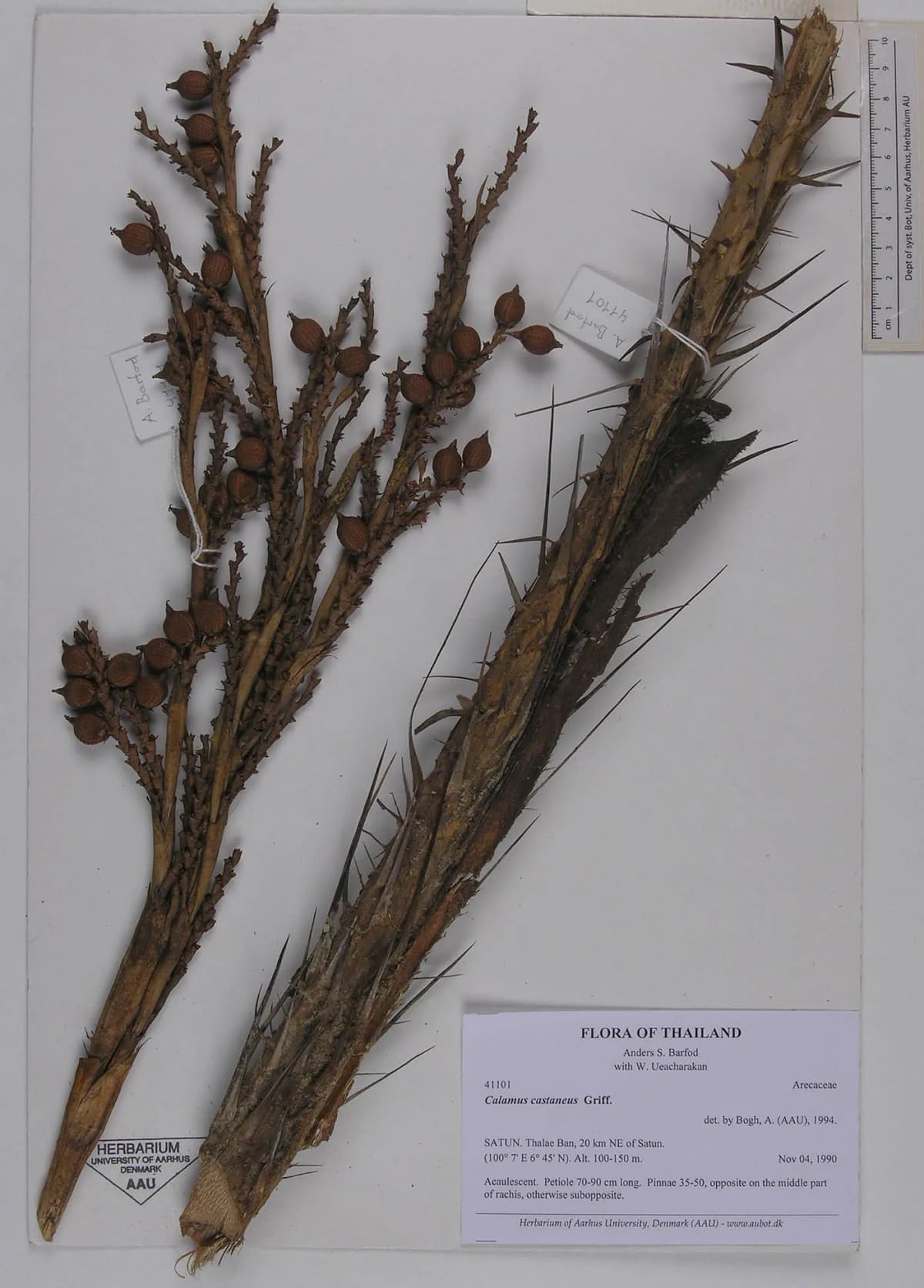 Botanical specimen of Calamus Castaneus.