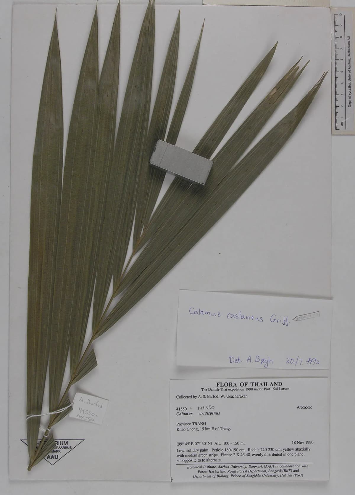Botanical specimen of Calamus Castaneus.