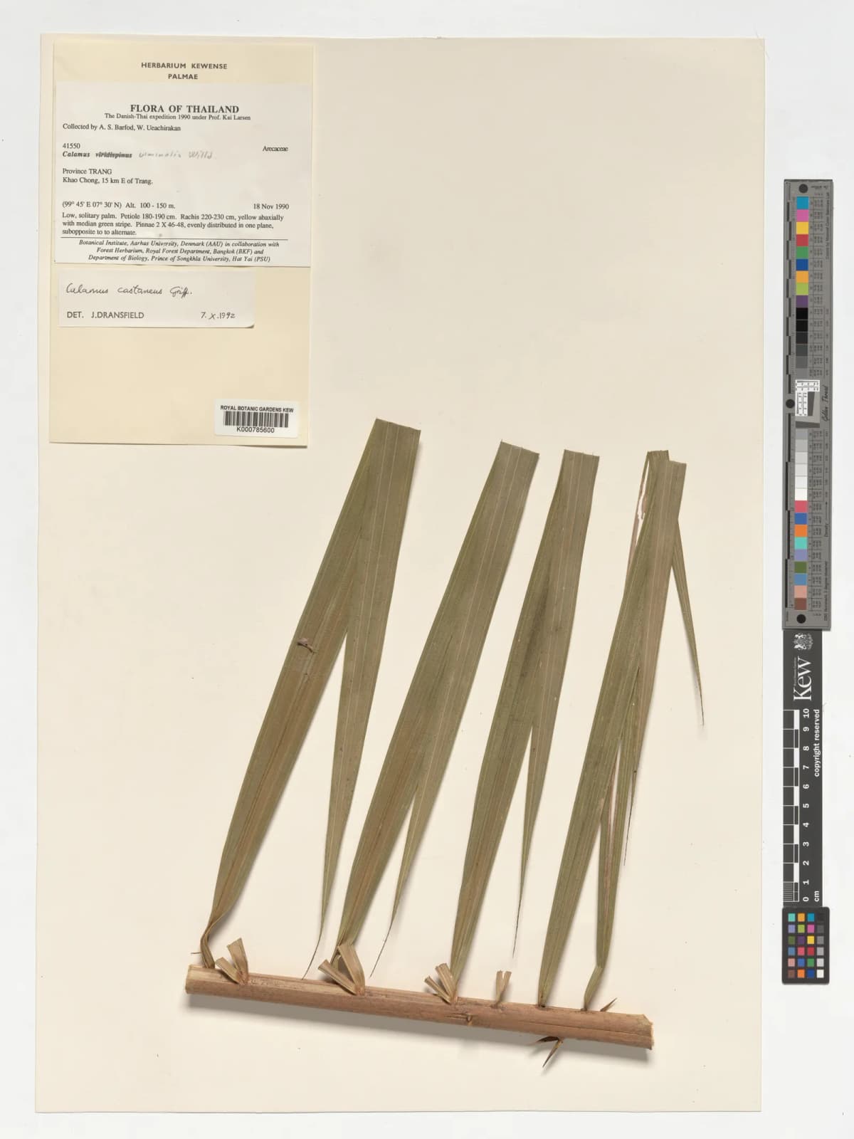 Botanical specimen of Calamus Castaneus.