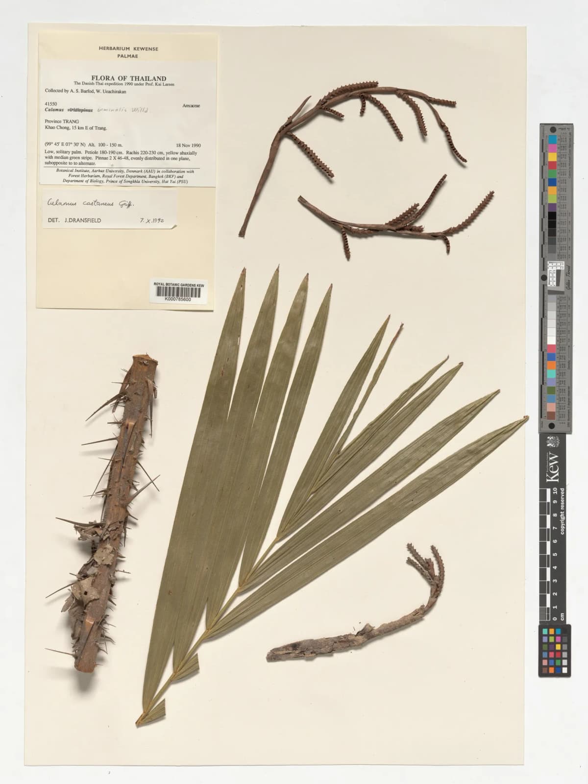 Botanical specimen of Calamus Castaneus.