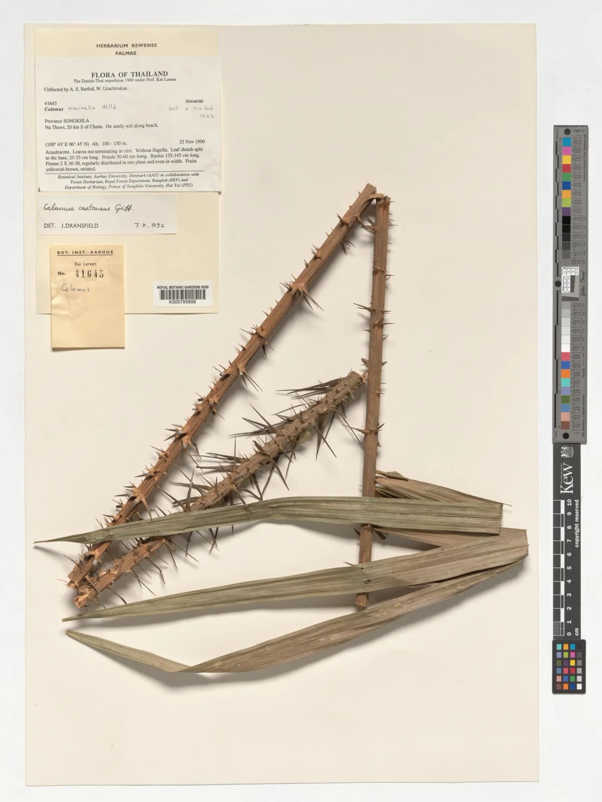 Botanical specimen of Calamus Castaneus.