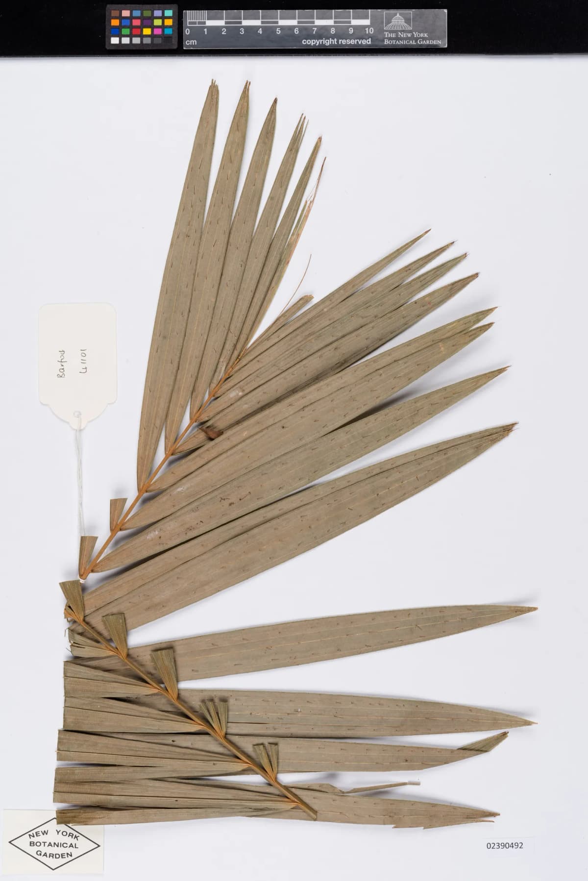 Botanical specimen of Calamus Castaneus.
