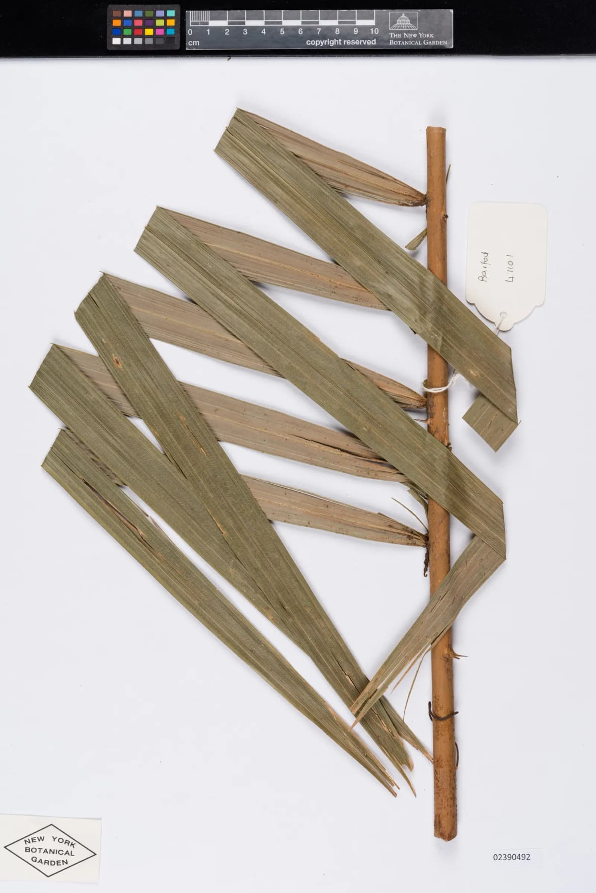 Botanical specimen of Calamus Castaneus.