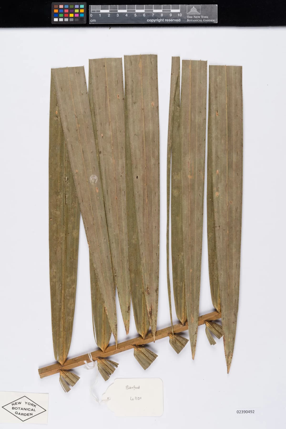 Botanical specimen of Calamus Castaneus.
