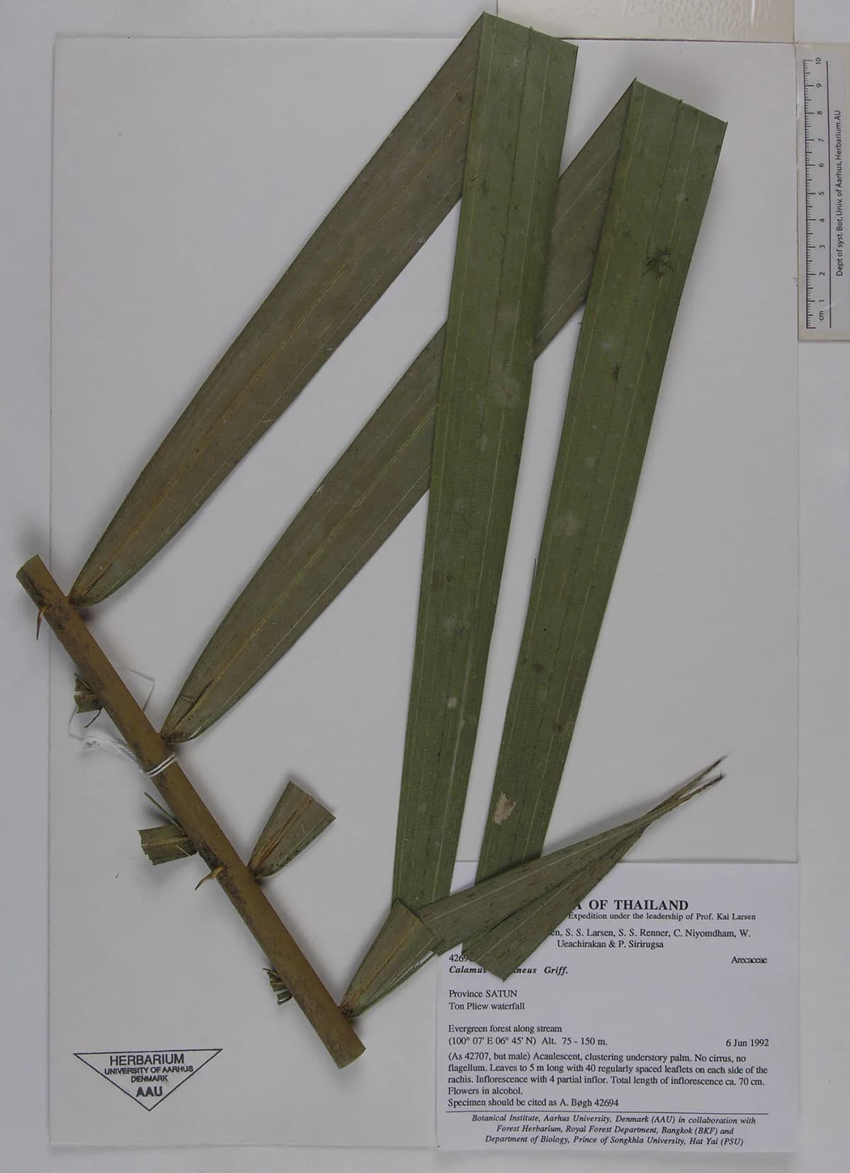 Botanical specimen of Calamus Castaneus.