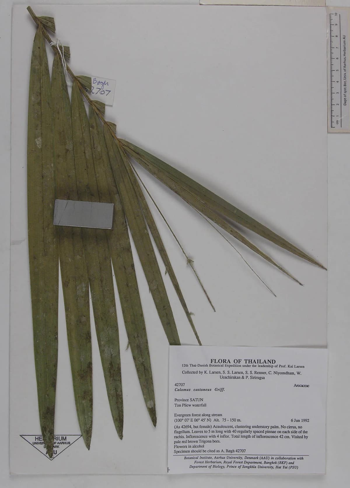 Botanical specimen of Calamus Castaneus.