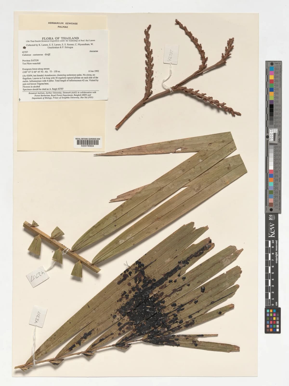 Botanical specimen of Calamus Castaneus.