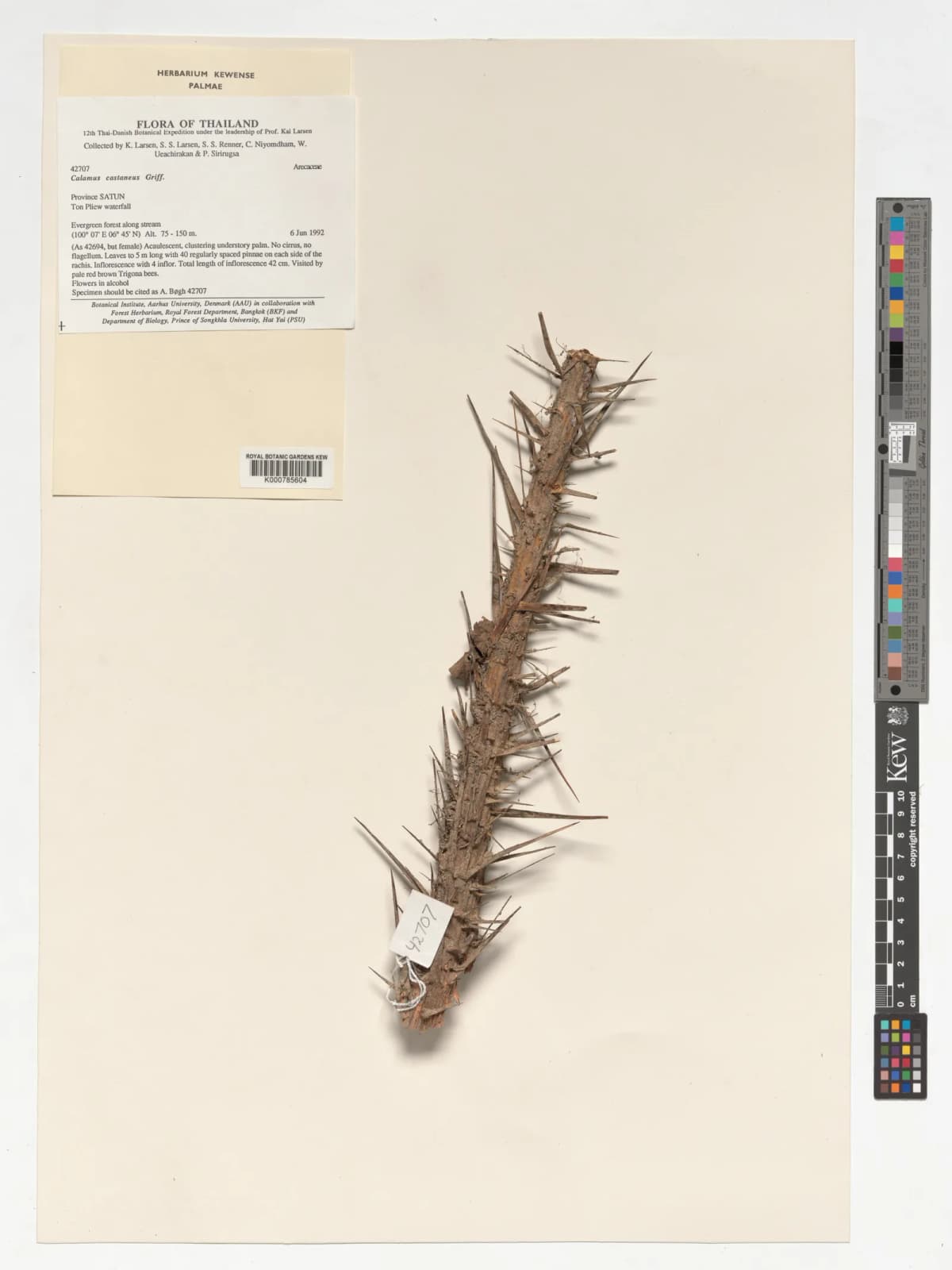 Botanical specimen of Calamus Castaneus.