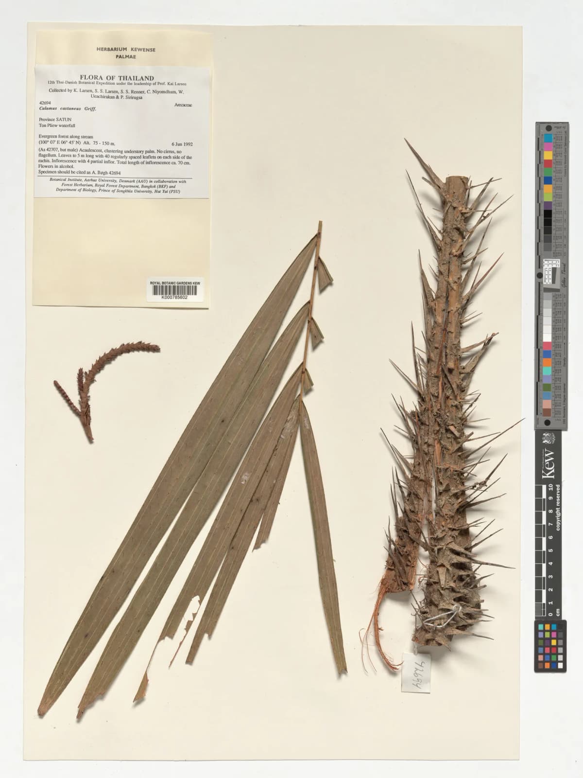 Botanical specimen of Calamus Castaneus.