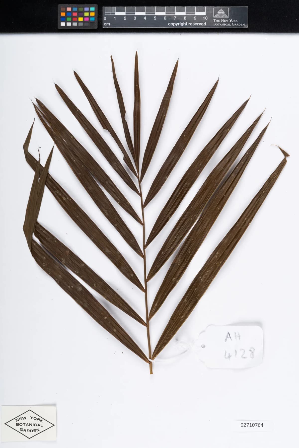 Botanical specimen of Calamus Ceratophorus.
