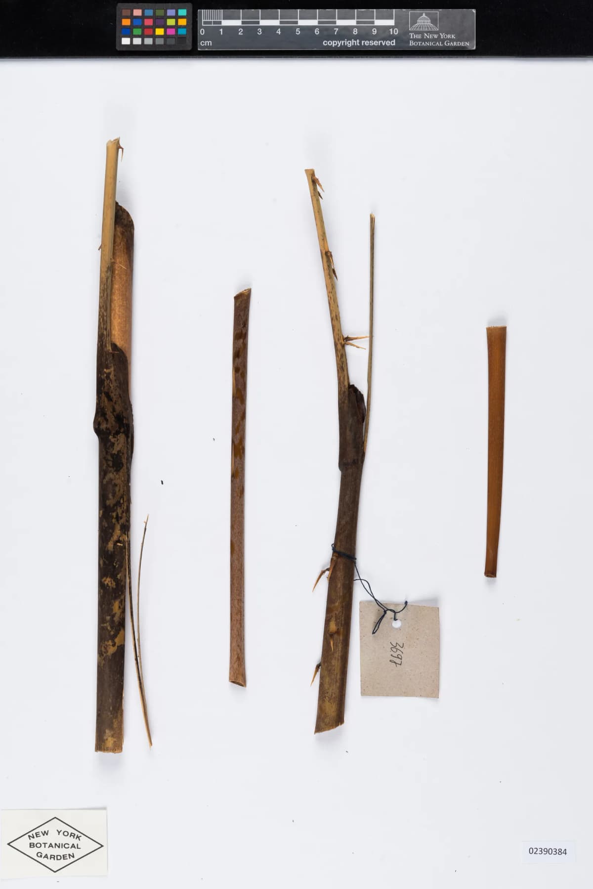 Botanical specimen of Calamus Ceratophorus.
