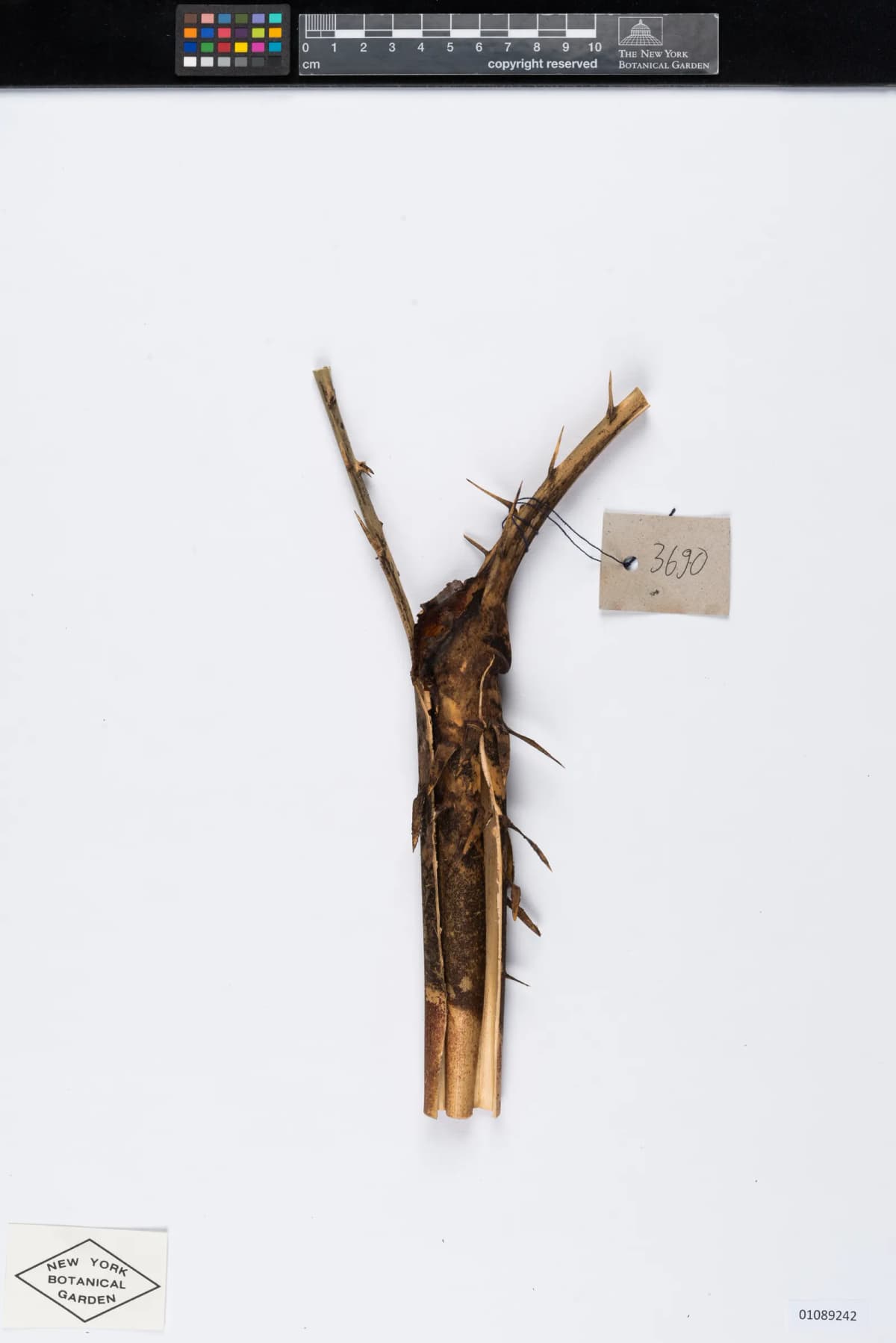 Botanical specimen of Calamus Ceratophorus.