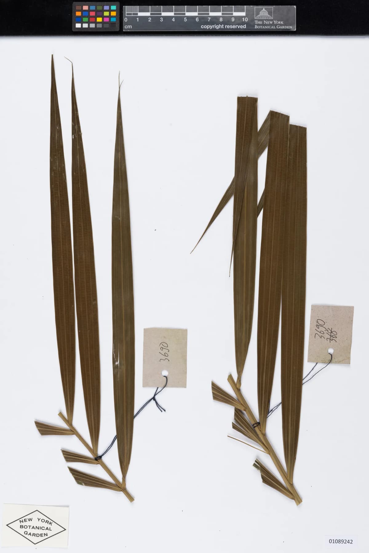 Botanical specimen of Calamus Ceratophorus.