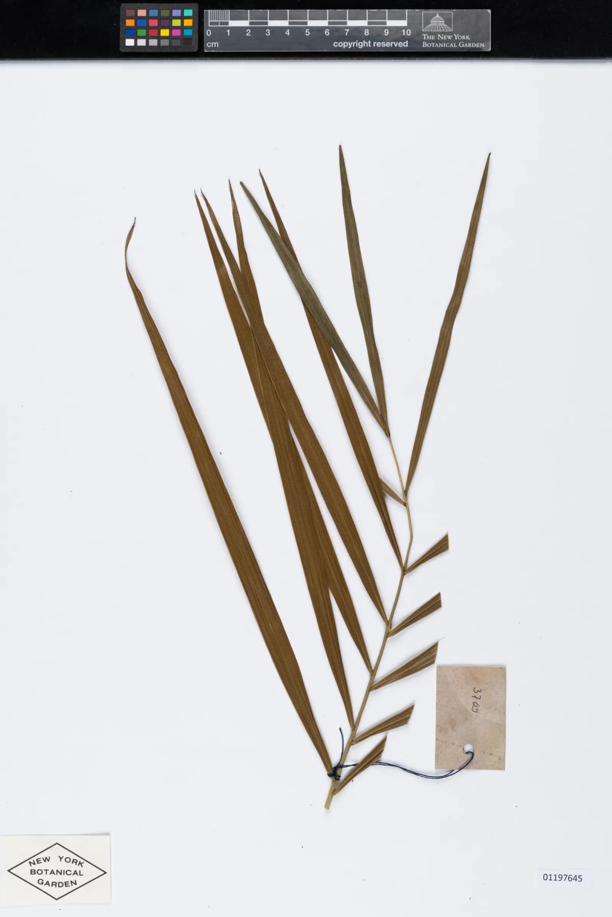 Botanical specimen of Calamus Ceratophorus.