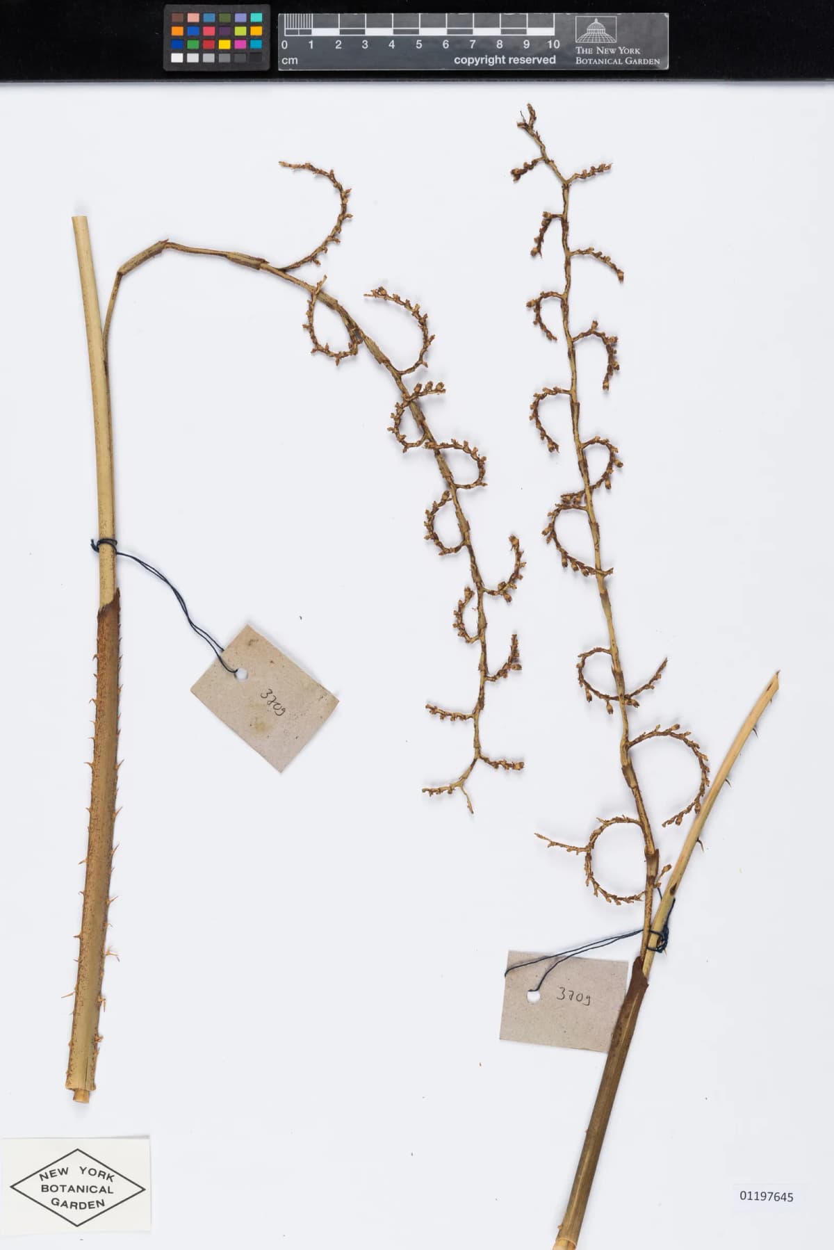 Botanical specimen of Calamus Ceratophorus.
