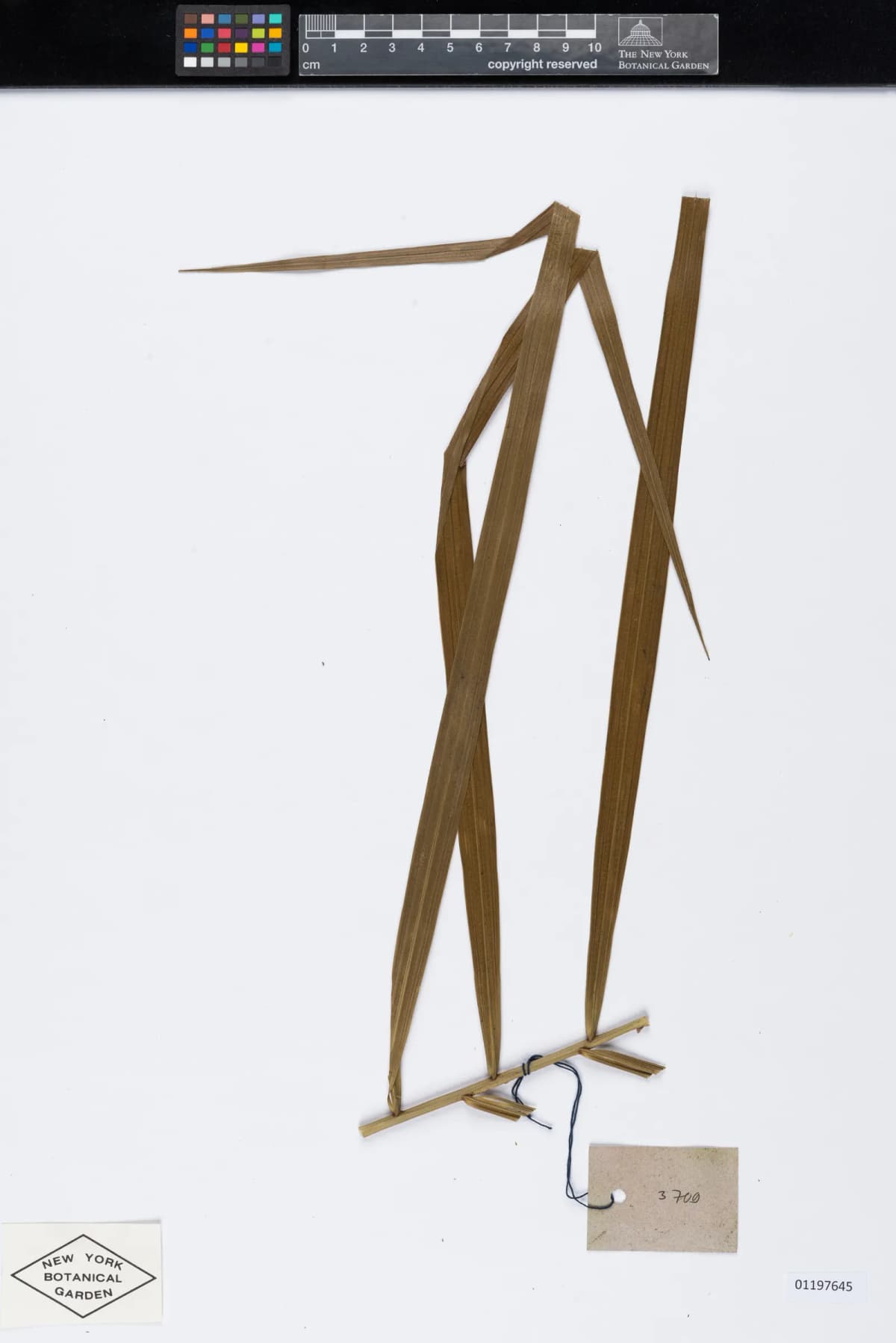 Botanical specimen of Calamus Ceratophorus.