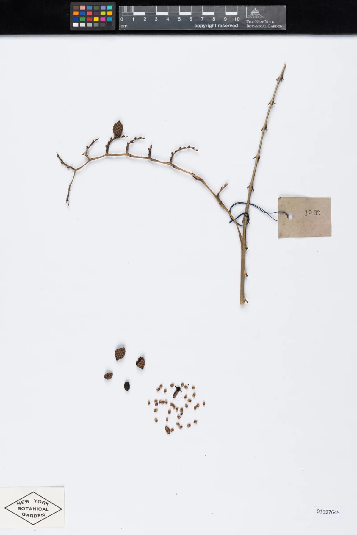 Botanical specimen of Calamus Ceratophorus.