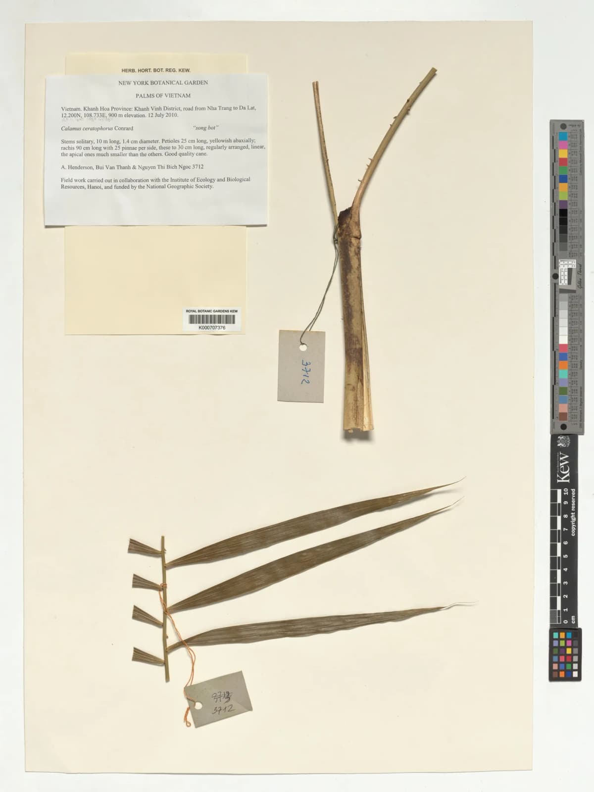 Botanical specimen of Calamus Ceratophorus.