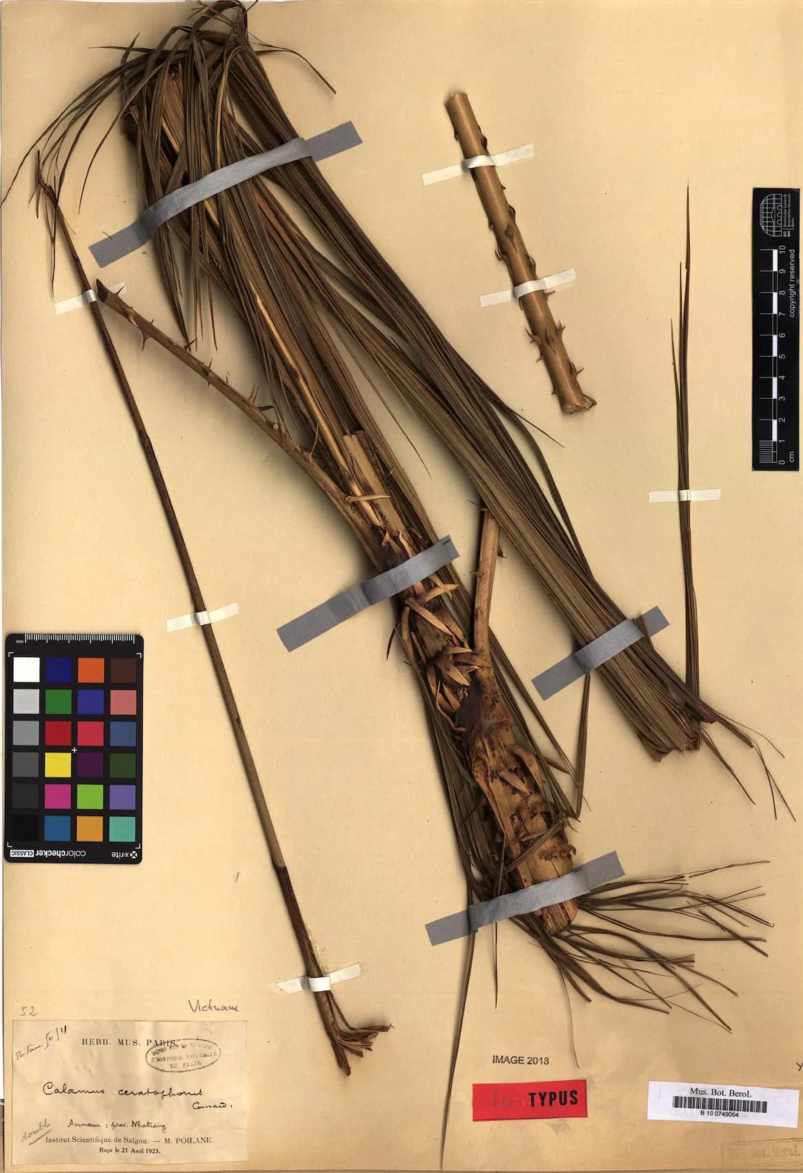 Botanical specimen of Calamus Ceratophorus.