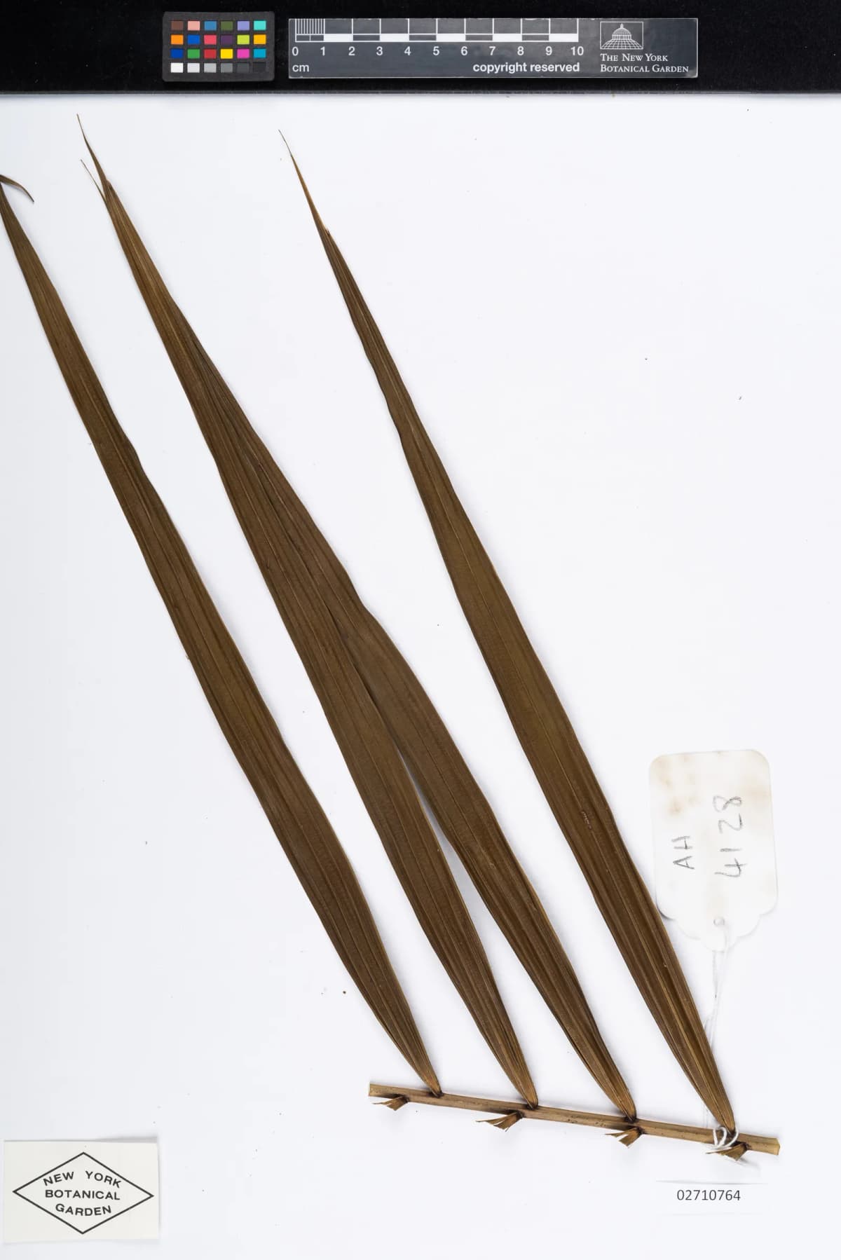 Botanical specimen of Calamus Ceratophorus.