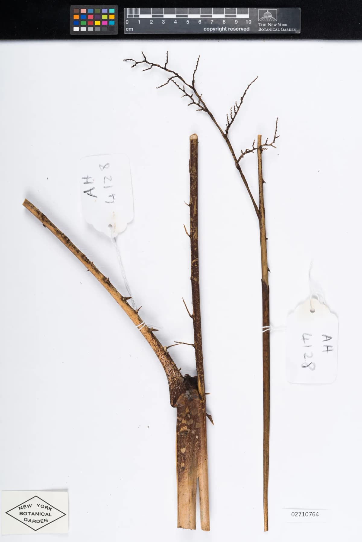 Botanical specimen of Calamus Ceratophorus.