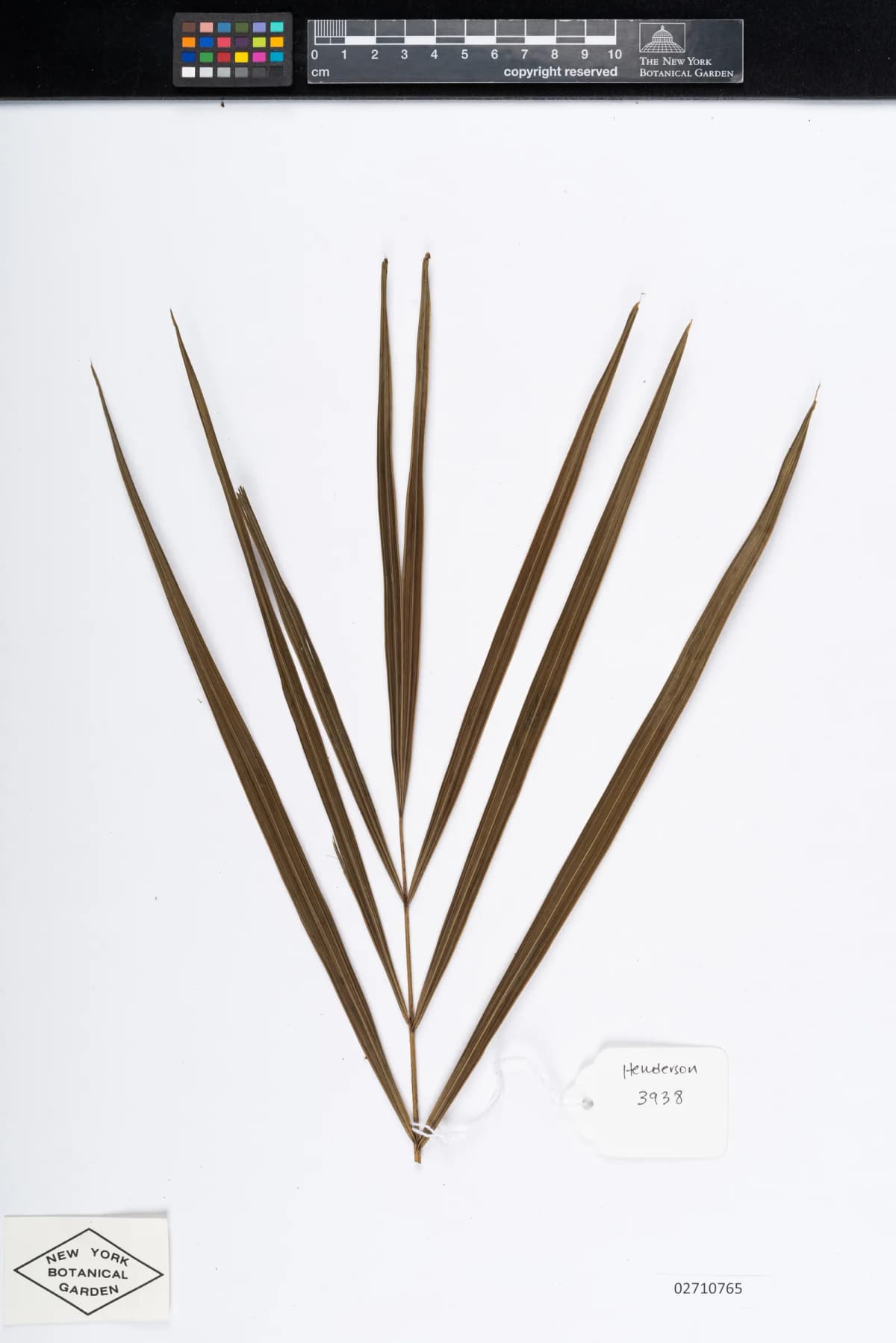 Botanical specimen of Calamus Ceratophorus.