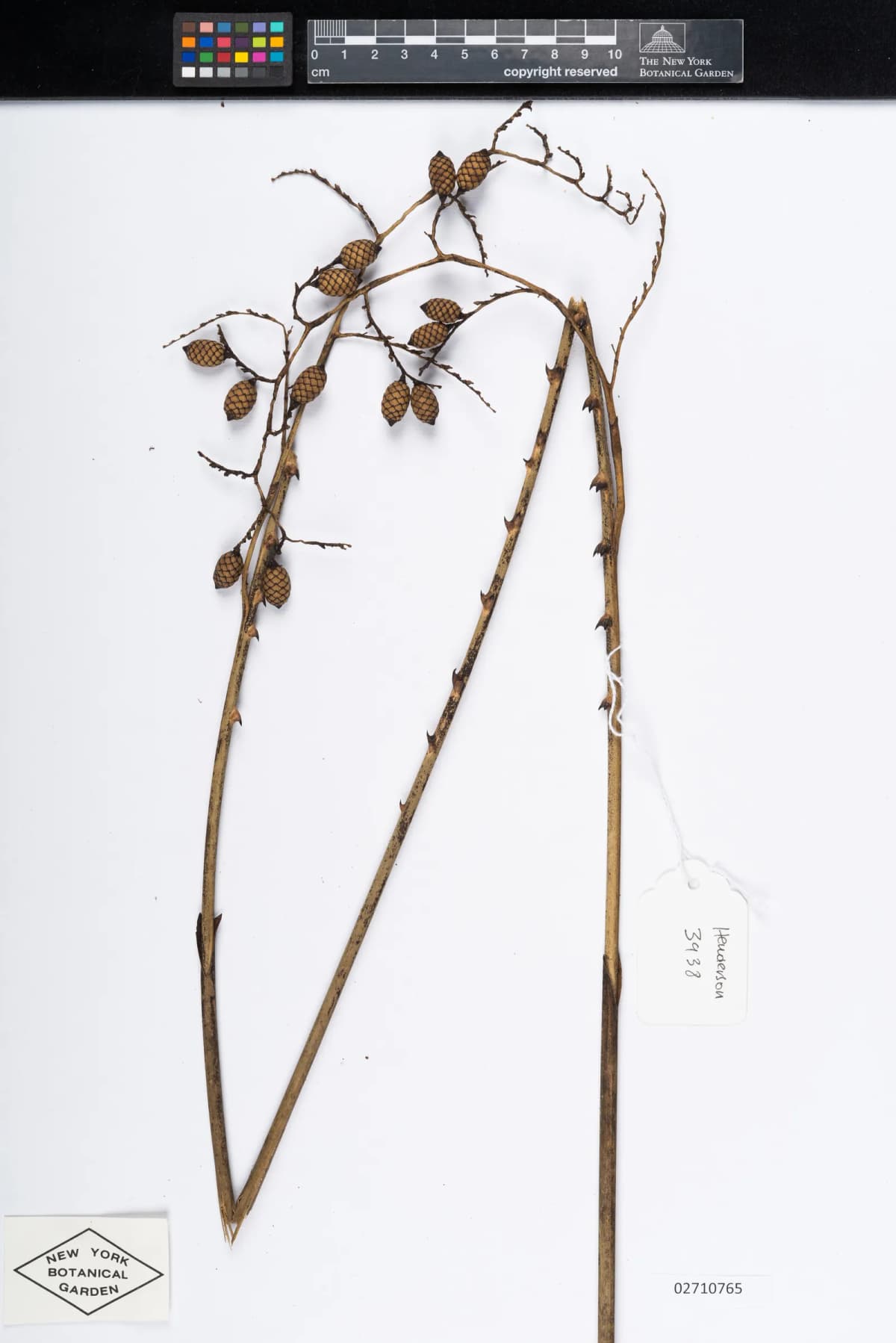 Botanical specimen of Calamus Ceratophorus.