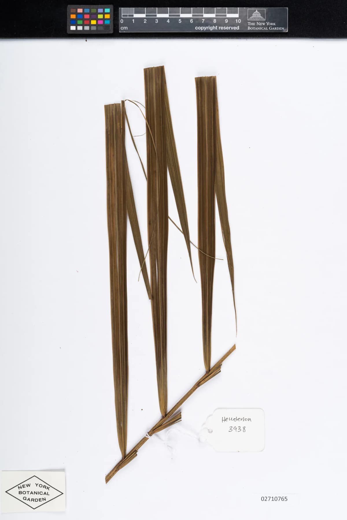 Botanical specimen of Calamus Ceratophorus.