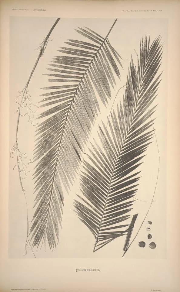 Botanical specimen of Calamus Ciliaris.