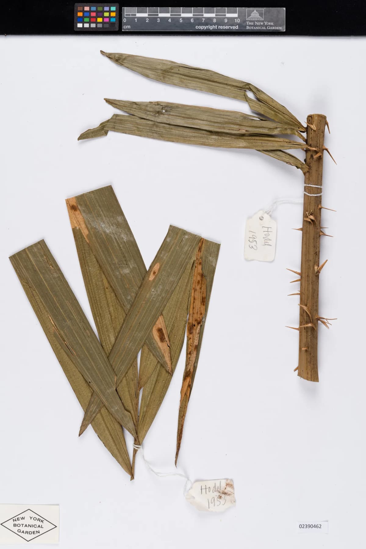 Botanical specimen of Calamus Concinnus.