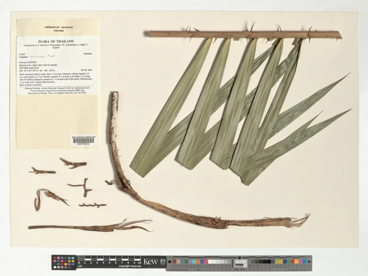 Botanical specimen of Calamus Concinnus.