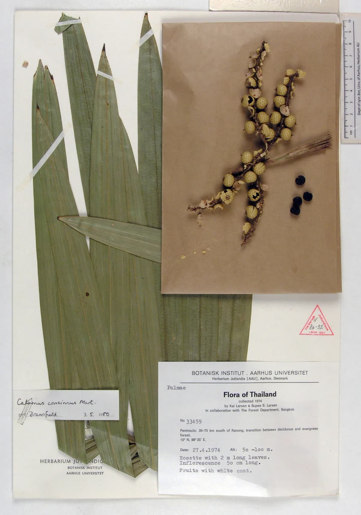 Botanical specimen of Calamus Concinnus.