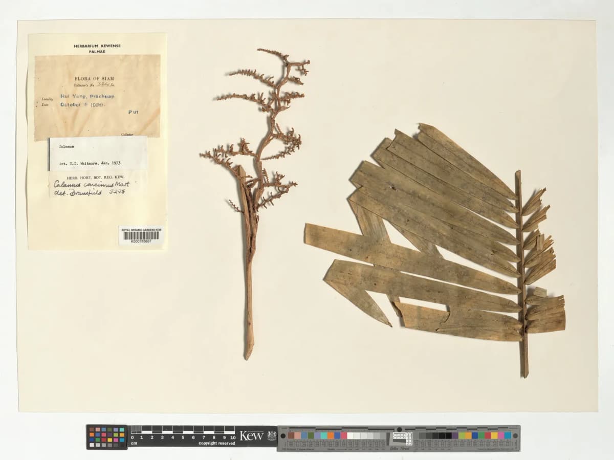 Botanical specimen of Calamus Concinnus.
