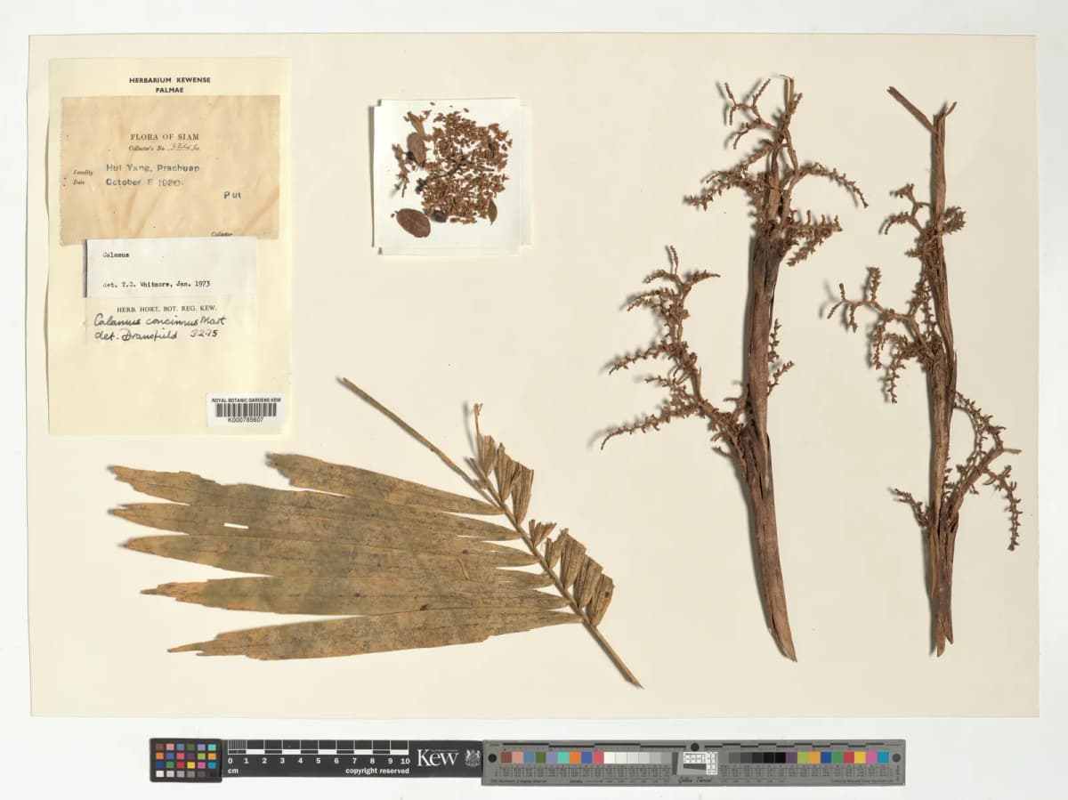Botanical specimen of Calamus Concinnus.